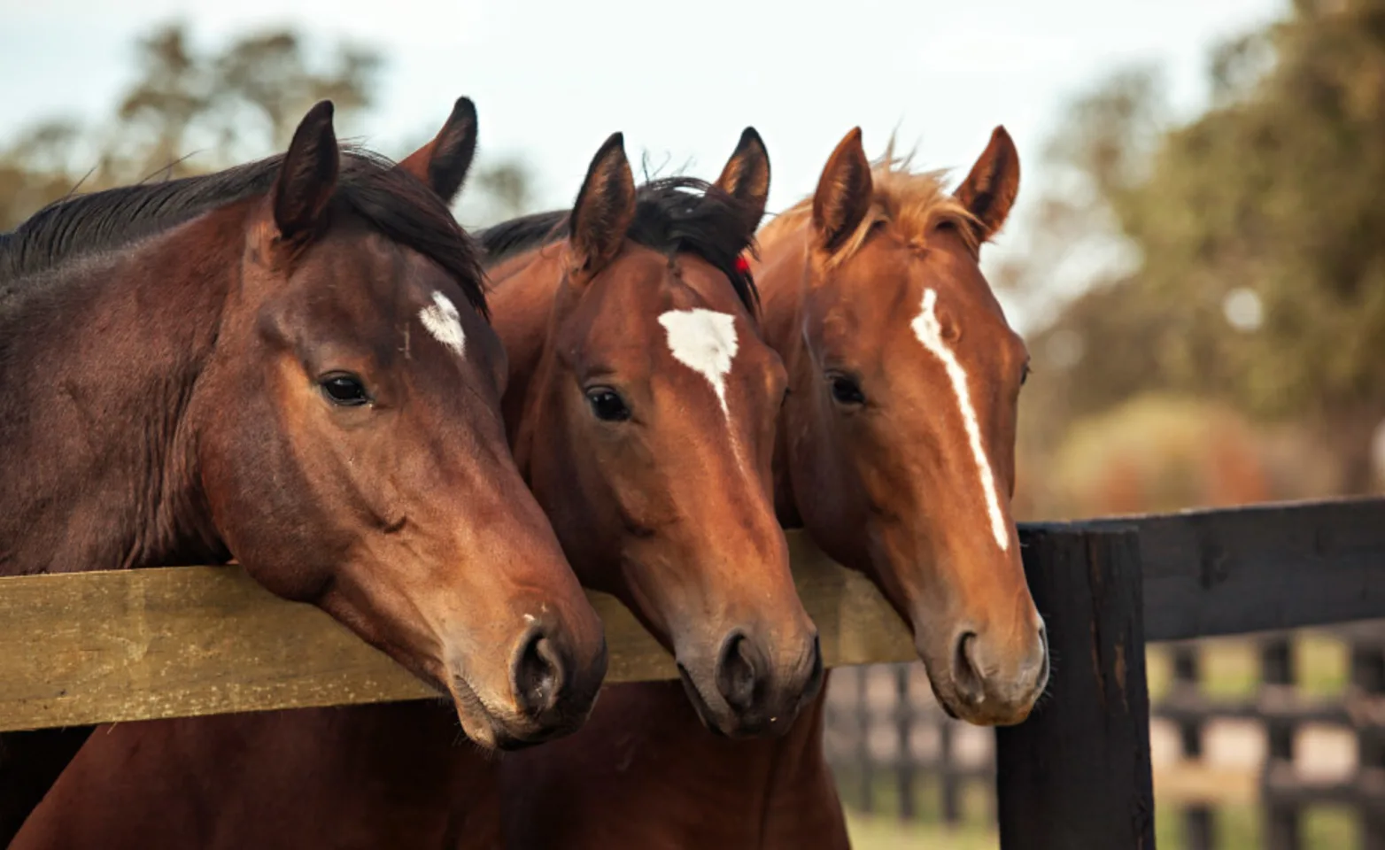 3 Horses looking over a fence